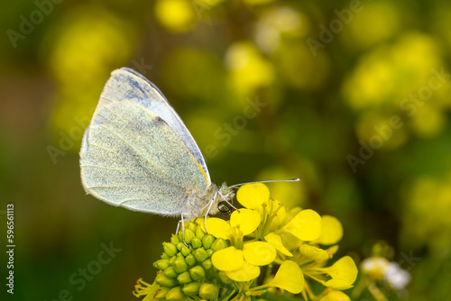 A white butterfly on a dais...
