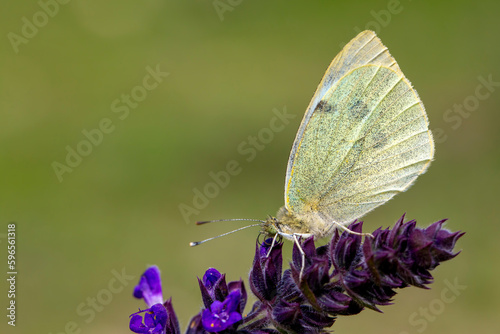 A white butterfly on a dais...