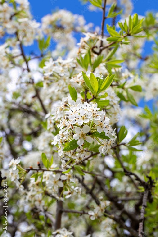 Blooming wild tree. Scientific name; Prunus mahaleb or Pyrus spinosa Blooming wild tree. Scientific name; Prunus mahaleb or Pyrus spinosa