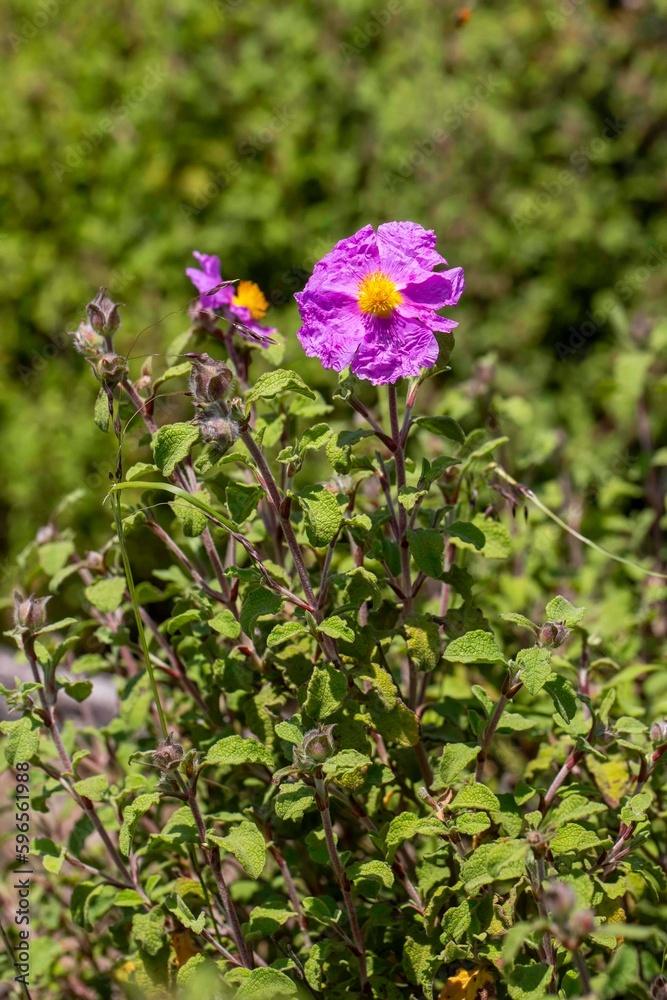 Laden; It is a plant species with white or pink flowers that make up the Cistus genus of the Cistaceae family.