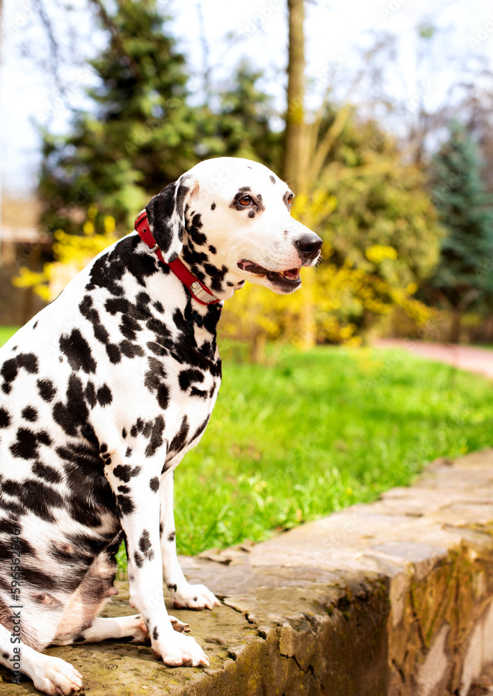 A beautiful Dalmatian dog is sitting on a background of green grass. The dog is eight years old, he looks to the side. He has health problems, hormonal failure, obesity. The photo is blurred A beautiful Dalmatian dog is sitting on a background of green grass. The dog is eight years old, he looks to the side. He has health problems, hormonal failure, obesity. The photo is blurred