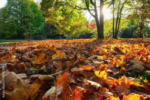 Golden autumn fall October in famous Munich relax place - Englishgarten. Munchen, Bavaria, Germany