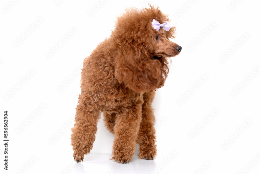 Portrait of miniature Brown poodle, Toy puppy on a white background Portrait of miniature Brown poodle, Toy puppy on a white background