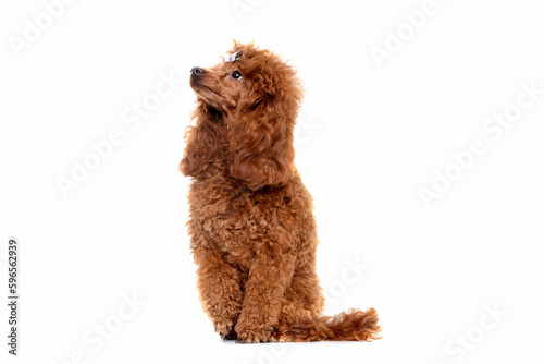 Portrait of miniature Brown poodle, Toy puppy on a white background 