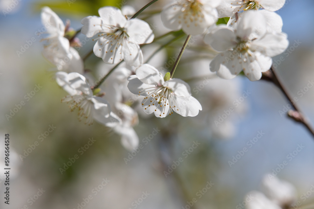 white flowers fruit trees closeup spring nature white flowers fruit trees closeup spring nature