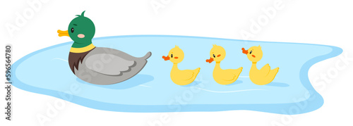 Duck bird with duckling swim in water isolated on white background. Cute farm mother bird with baby in row flat design cartoon style vector illustration. Funny poultry duck family.