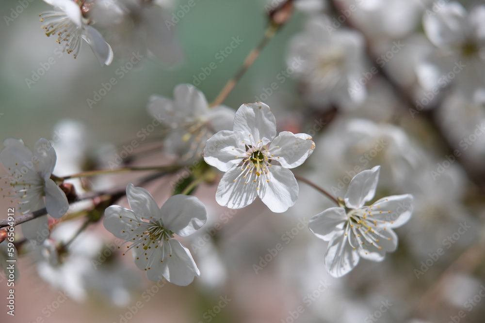 white flowers fruit trees closeup spring nature white flowers fruit trees closeup spring nature