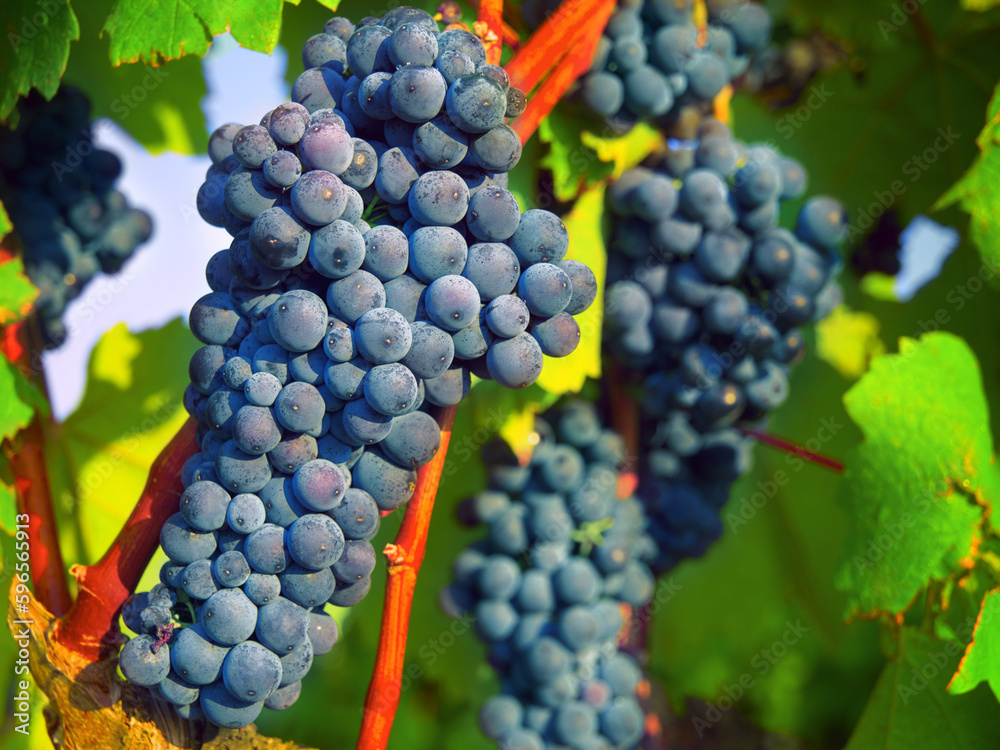 Nature, plant and fruit with grapes on vineyard for growth, sustainability and environment. Agriculture, summer and ecology with winery in countryside field for farming, harvest and organic produce