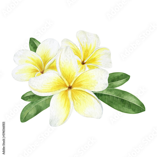 Yellow plumeria flowers. Tropical exotic flowers. Watercolor composition on a white background. For greeting cards, postcard, scrapbooking, packaging design © Fedulova_art