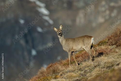 Stunning female roe deer  Capreolus capreolus  grazing in a mountain grassland in early sunshine against mountain background  alps mountains  Italy  April