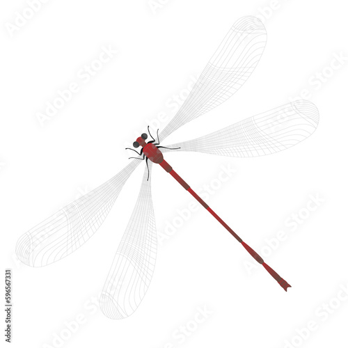 Close up of dragonfly set isolated on white transparent background  Vector illustration 01