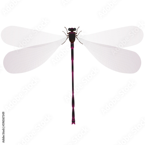 Close up of dragonfly set isolated on white transparent background, Vector illustration 05 © Baan3d