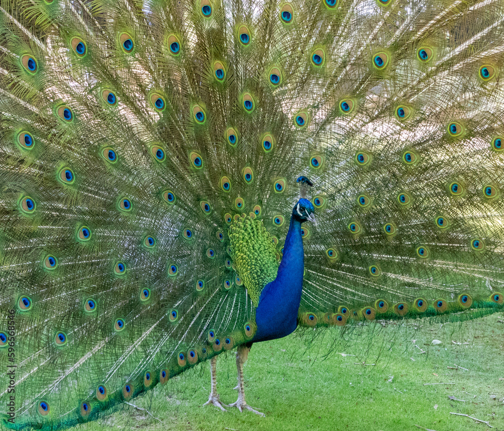 Fototapeta premium Peacock wandering in the Cataract Gorge gardens, Launceston, Tasmania, Australia
