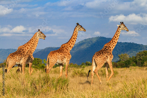 Group of giraffes walking in Ngorongoro Conservation Area in Tanzania. Wildlife of Africa