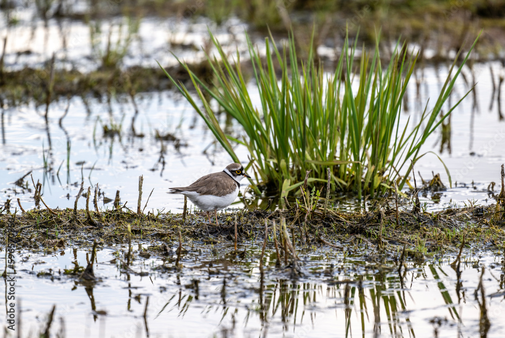 Obraz premium the ringed bird walks along the shore of the lake in search of food