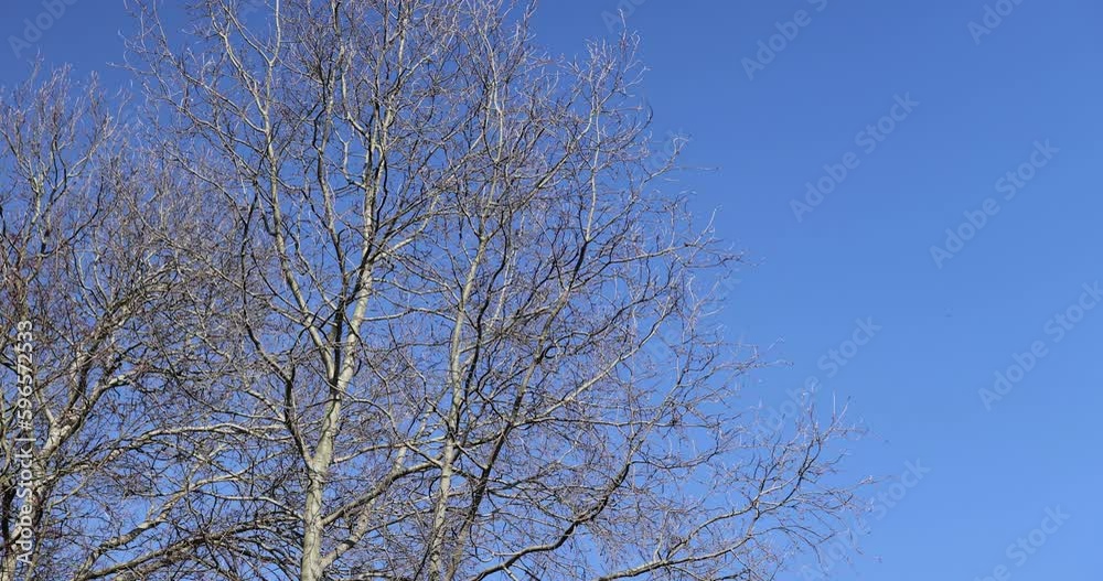 Black crows flying and sitting on tree branches in early spring, wildlife with wild black birds on the treetops Black crows flying and sitting on tree branches in early spring, wildlife with wild black birds on the treetops