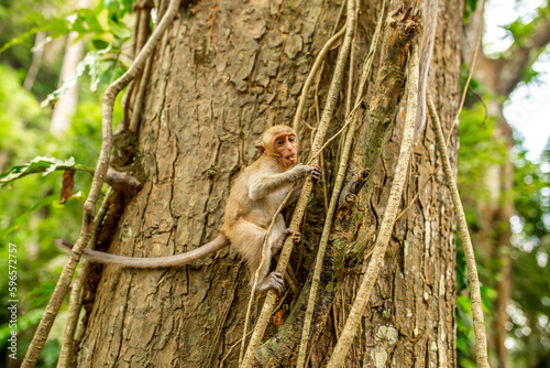 Monkeys in nature in the jungle of Thailand. A flock of monkeys in the trees. Wildlife scene with wild animals.