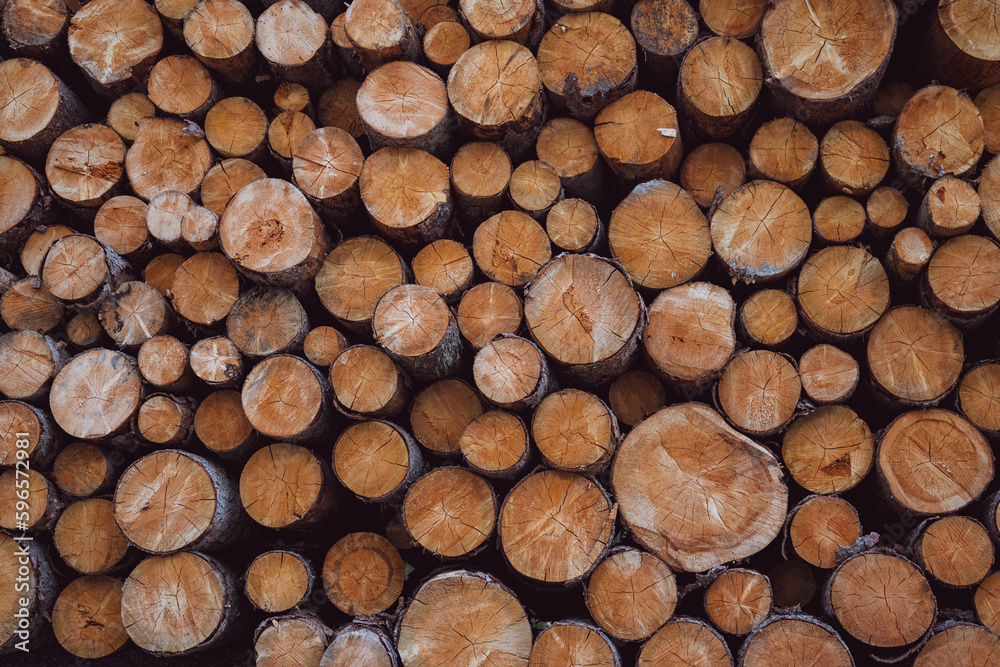 Fototapeta premium pile of wood, tree trunk background, stack of firewood