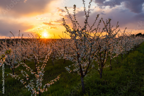 spring flowering trees at sunset light