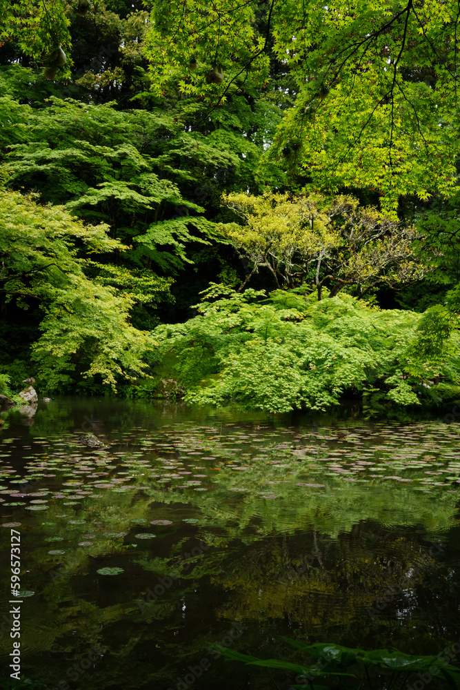 stream in the forest stream in the forest