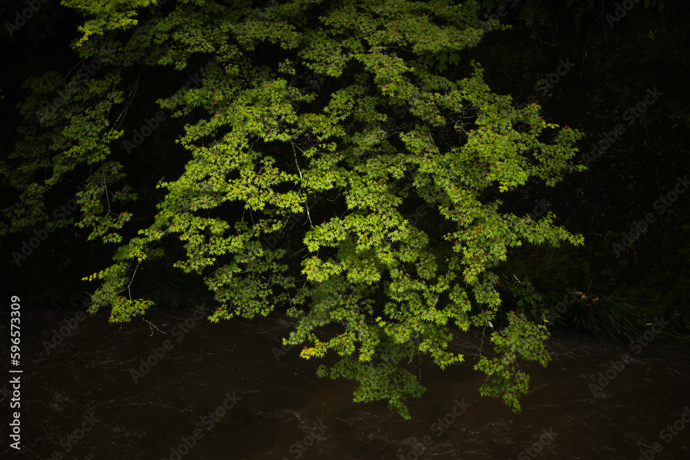 Fototapeta premium green maple 