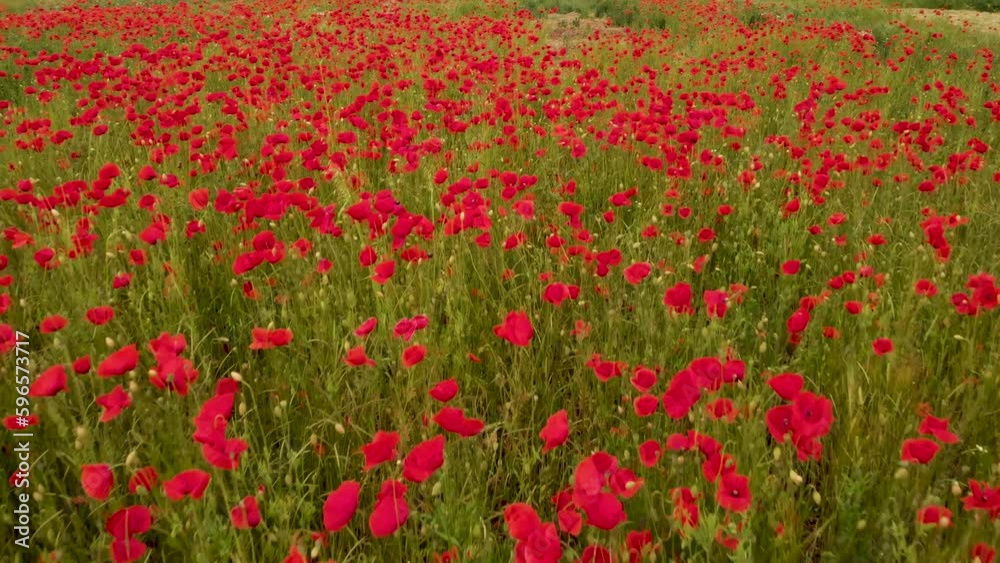 Red Blooming Field Poppy (Papaver rhoeas) In Summer Breeze. Aerial Close up Red Blooming Field Poppy (Papaver rhoeas) In Summer Breeze. Aerial Close up