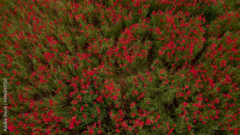 Fly Over Red Blooming Poppy Fields In Springtime. Aerial Drone Shot Fly Over Red Blooming Poppy Fields In Springtime. Aerial Drone Shot