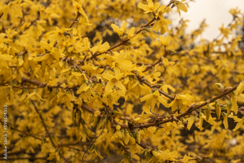 the gold colored blossoms of a forsythia