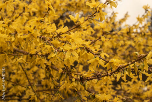 Obraz na płótnie the gold colored blossoms of a forsythia w salonie