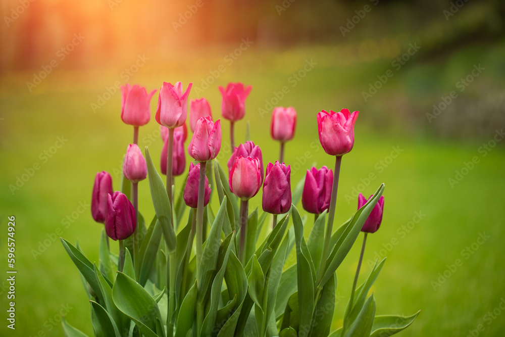 tulipany w promieniach słońca, wiosenne kwiaty	