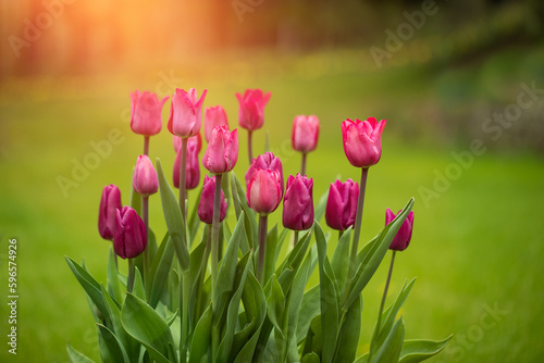tulipany w promieniach słońca, wiosenne kwiaty  © meegi