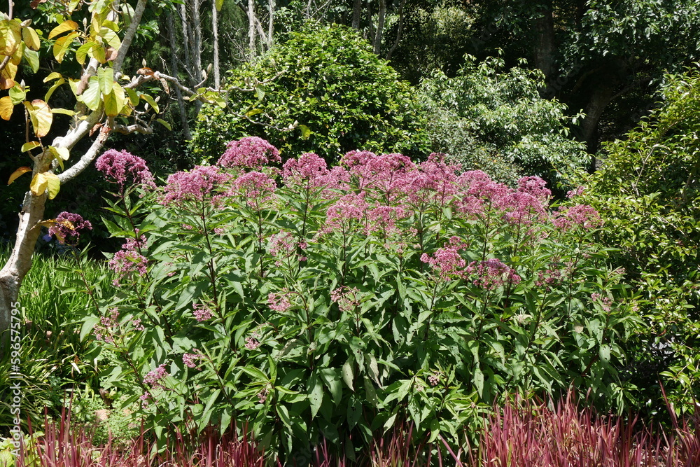 Blumen im Botanischen Garten in Auckland Blumen im Botanischen Garten in Auckland