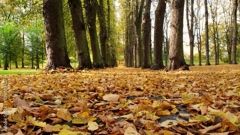 Colorful falling autumn leaves. View through the autumn foliage in park forest. Golden tree leaves. Beautiful tree with yellow leaves in autumn forest. Path littered with autumn leaves. Nature fall Colorful falling autumn leaves. View through the autumn foliage in park forest. Golden tree leaves. Beautiful tree with yellow leaves in autumn forest. Path littered with autumn leaves. Nature fall