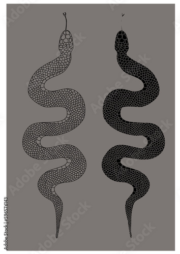 Red snake vector.Lampropeltis triangulum vector.Sticker and hand drawn snake for tattoo.Red snake Reptile on white background. photo