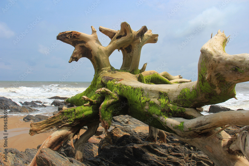Picturesque driftwood on the rocky shore of the Atlantic Ocean. Picturesque driftwood on the rocky shore of the Atlantic Ocean.