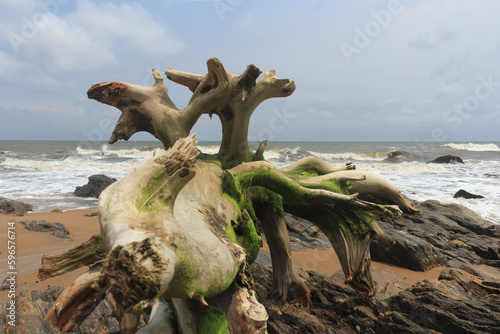 Picturesque driftwood on the rocky shore of the Atlantic Ocean.