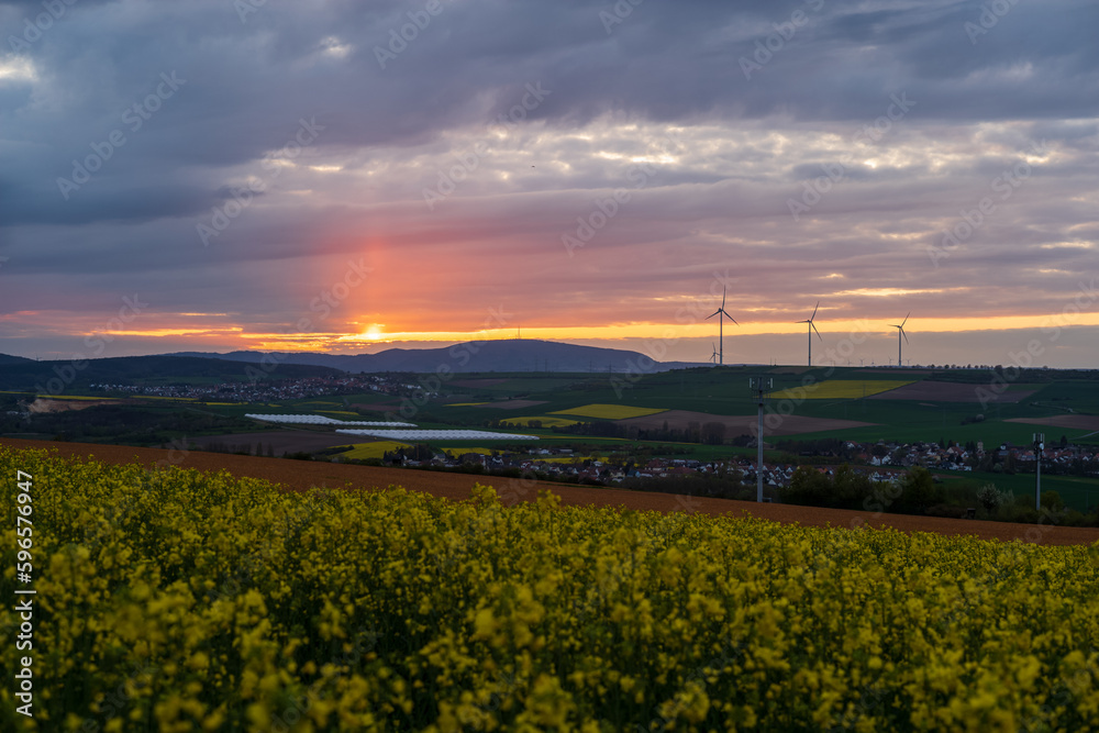 rapeseed, wind turbines and sunset