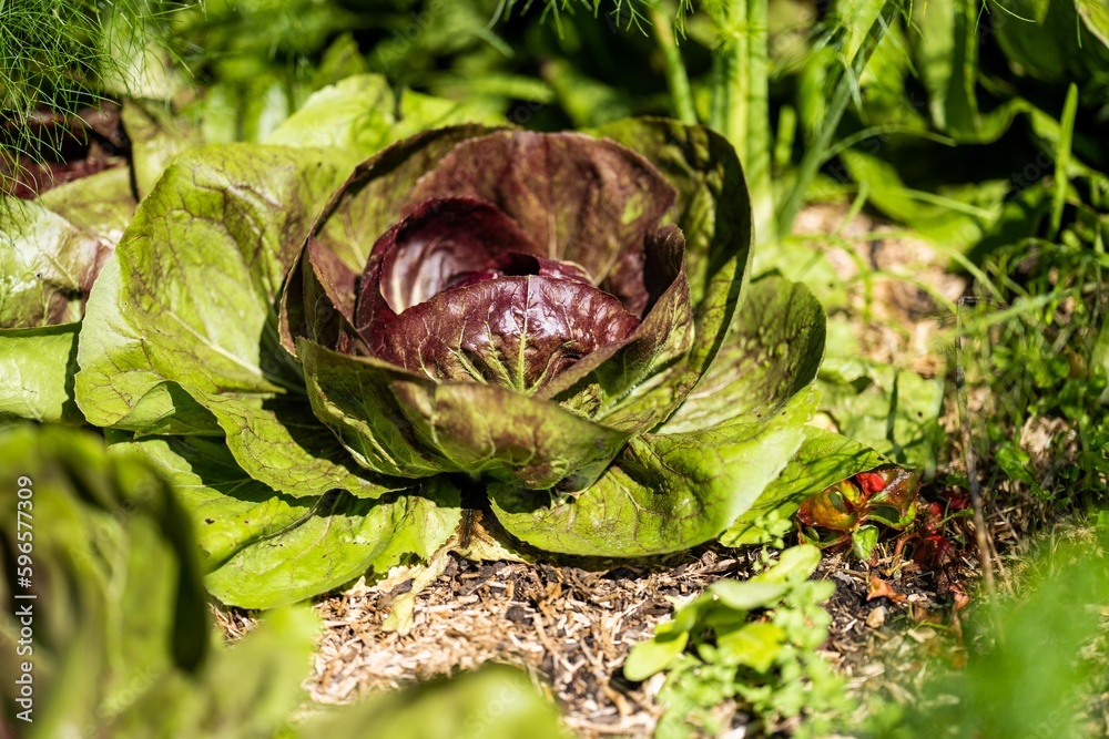 vegetables growing on farm in america, grown sustainable. Salad plants in a garden vegetables growing on farm in america, grown sustainable. Salad plants in a garden