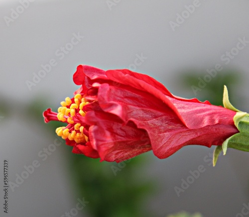 Blloming Elegance of Red Hibisucs flower.