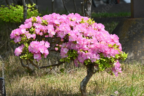 Azalea ( Rhododendron ) flowers. Ericaceae semi-deciduous plants. Flowering season is from April to May. photo