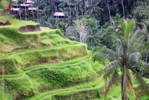 rice terraces landscape asia view, bio ecology