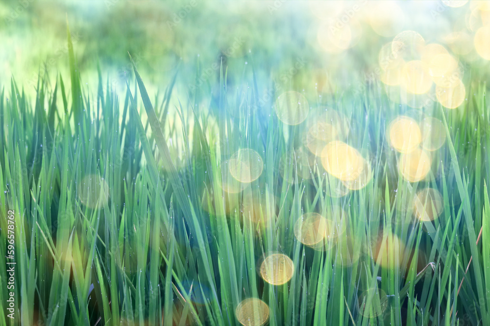 Obraz premium sun green glare ray , abstract background spring, lens flare