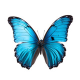 Beautiful blue butterfly in flight isolated on a white background. 
Generative AI. 