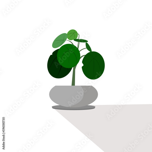 Pilea peperomioides, Chinese money plant in a pot. Decorative circular green leaf plant growing in home flowerpot. Foliage interior decoration. Flat vector illustration isolated on white background