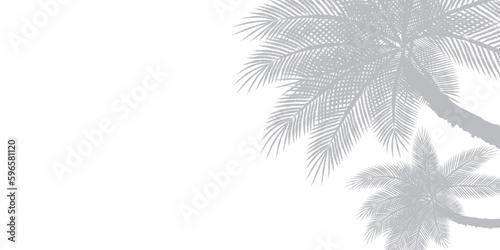 Abstract background of palm leaves or coconut leaves on top. Natural pattern  gray shadow. Copy area. For advertisements  business cards  brochures and white backgrounds.