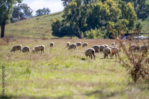 Billede på lærred flock of sheep under gum trees in summer on a regenerative agricultural farm in New Zealand
