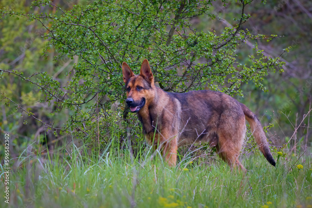 The German Shepherd or Wolfhound is a breed of dog that is believed to have originated through the domestication of the wolf.