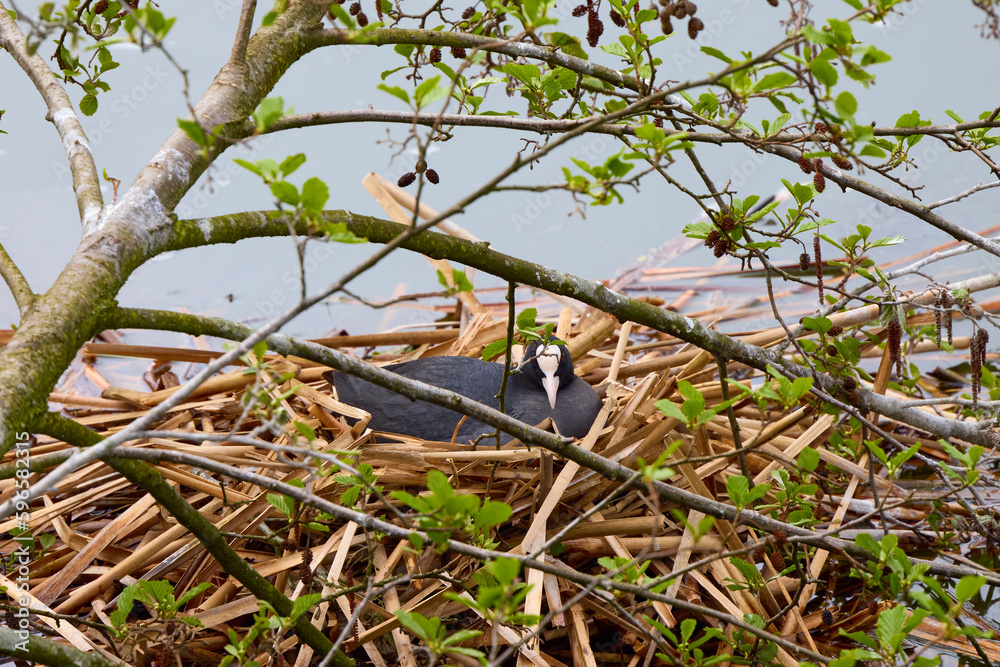 Obraz premium (Fulica atra) with chicks near the nest on a water