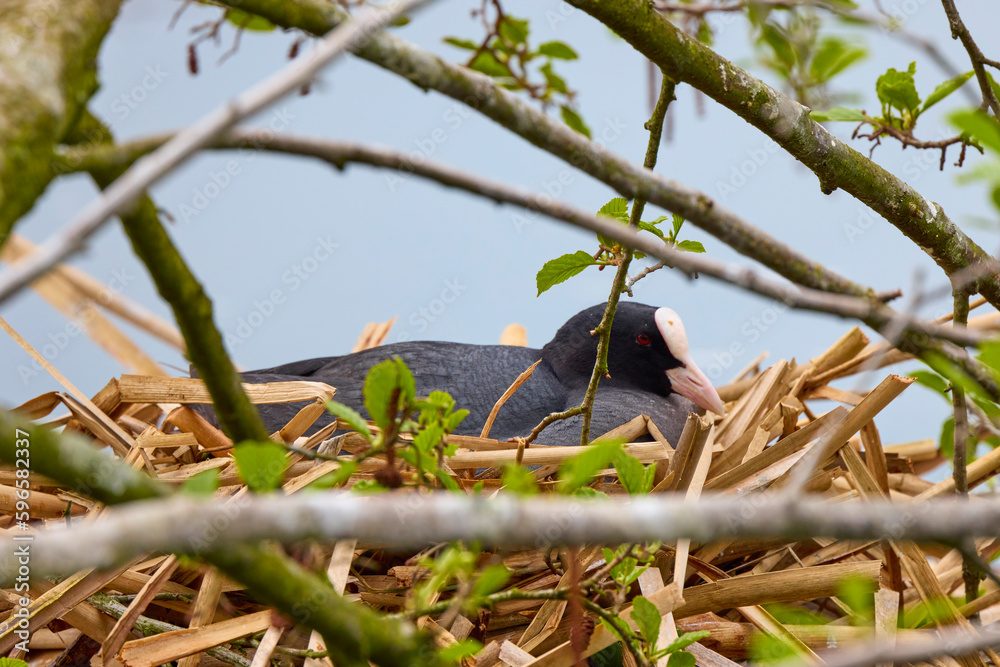 Fototapeta premium (Fulica atra) with chicks near the nest on a water