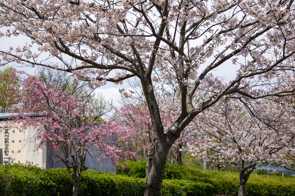 春の公園散歩18